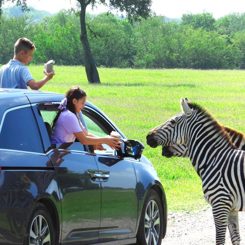 auto safari bioparque monterrey